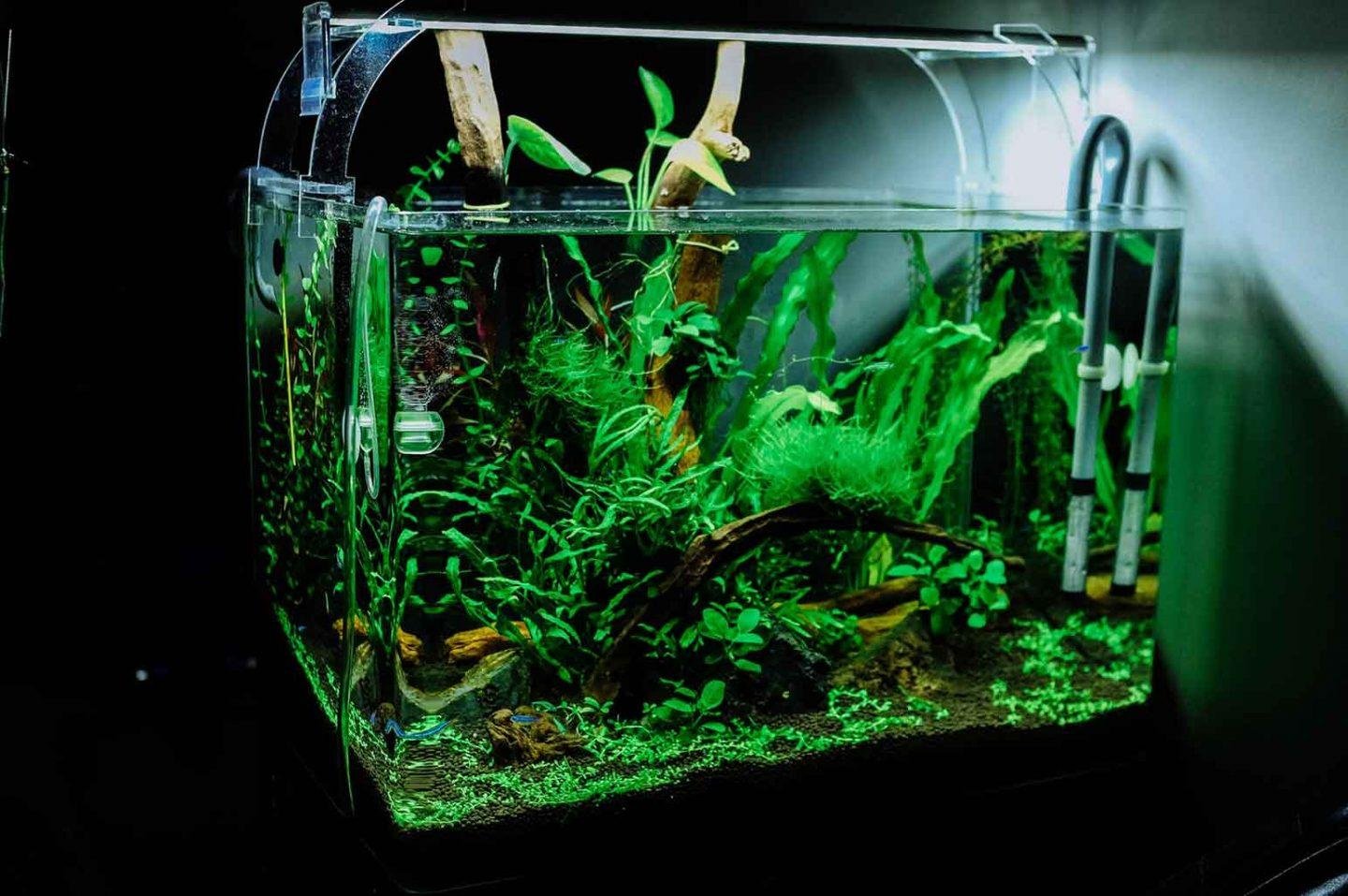 Aquarium Essentials Every Fish Keeper Should Own