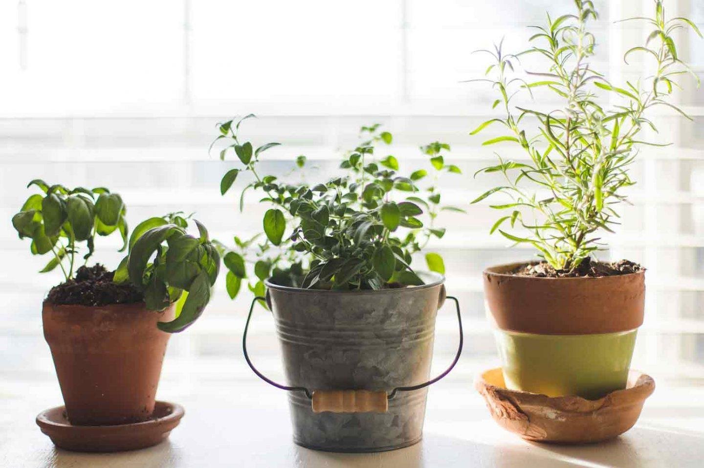 Amazing Indoor Gardening Ideas That You Should Have Known Sooner