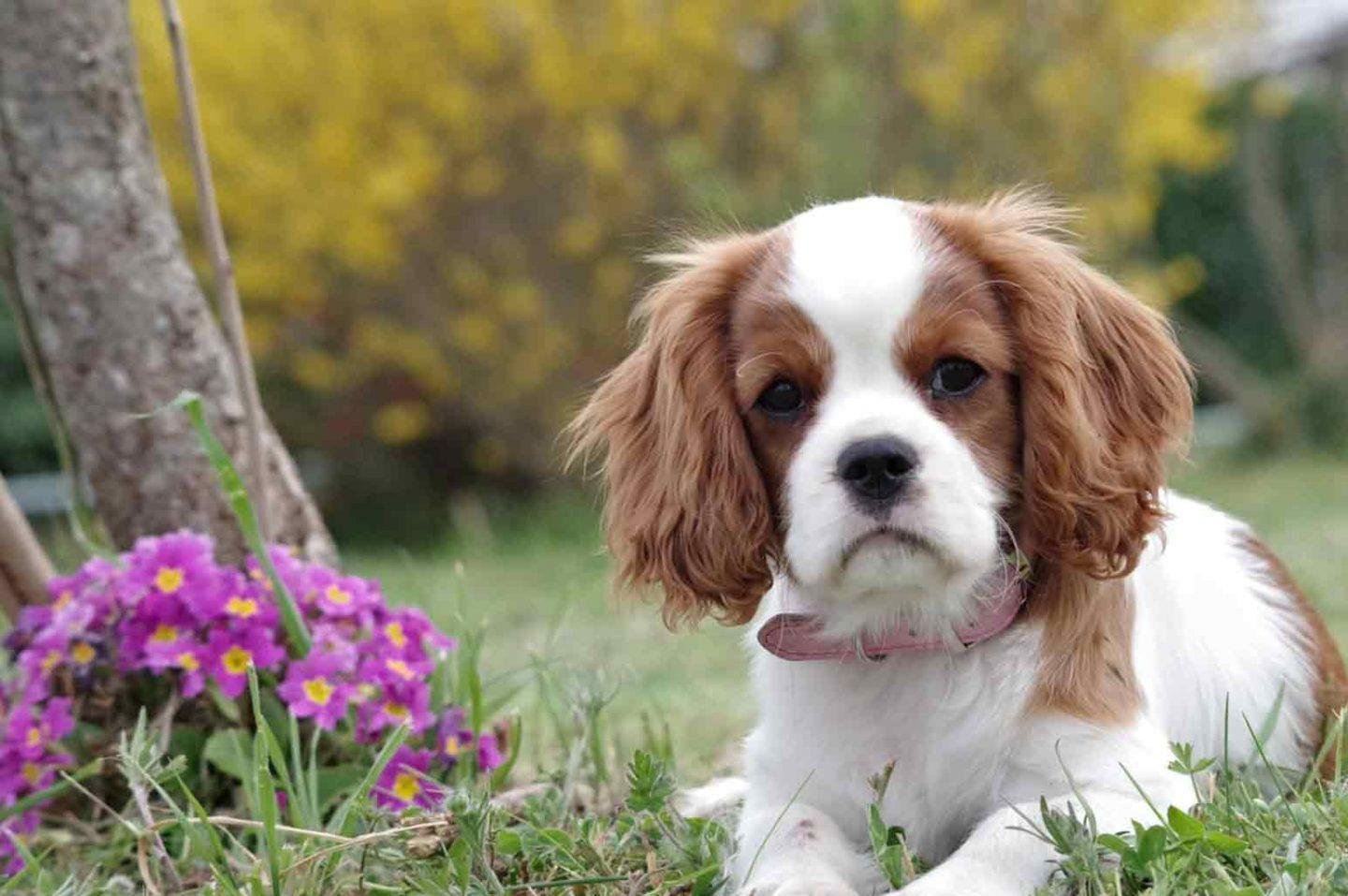 The Best Medium-Sized Dog Breeds