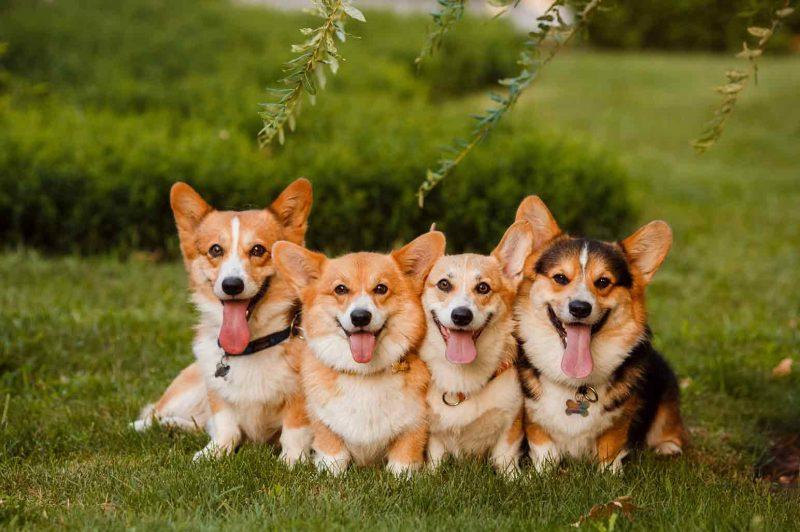 Great Tips Everyone Owning a Corgi Should Try - AnnMarie John