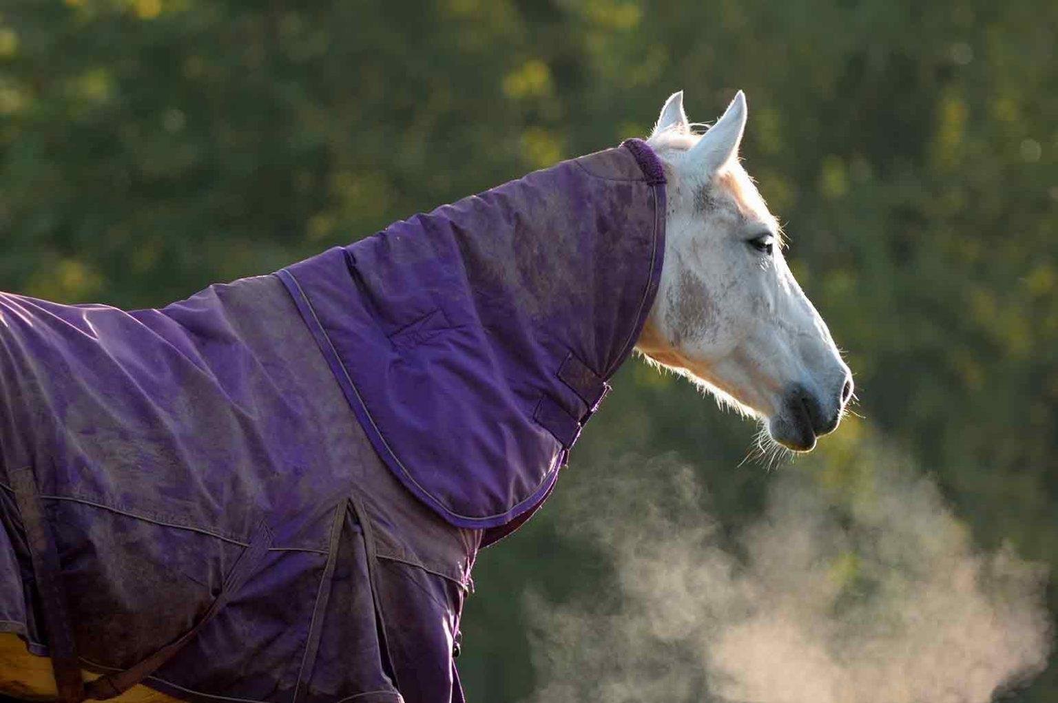 Horse Rug Guide - AnnMarie John