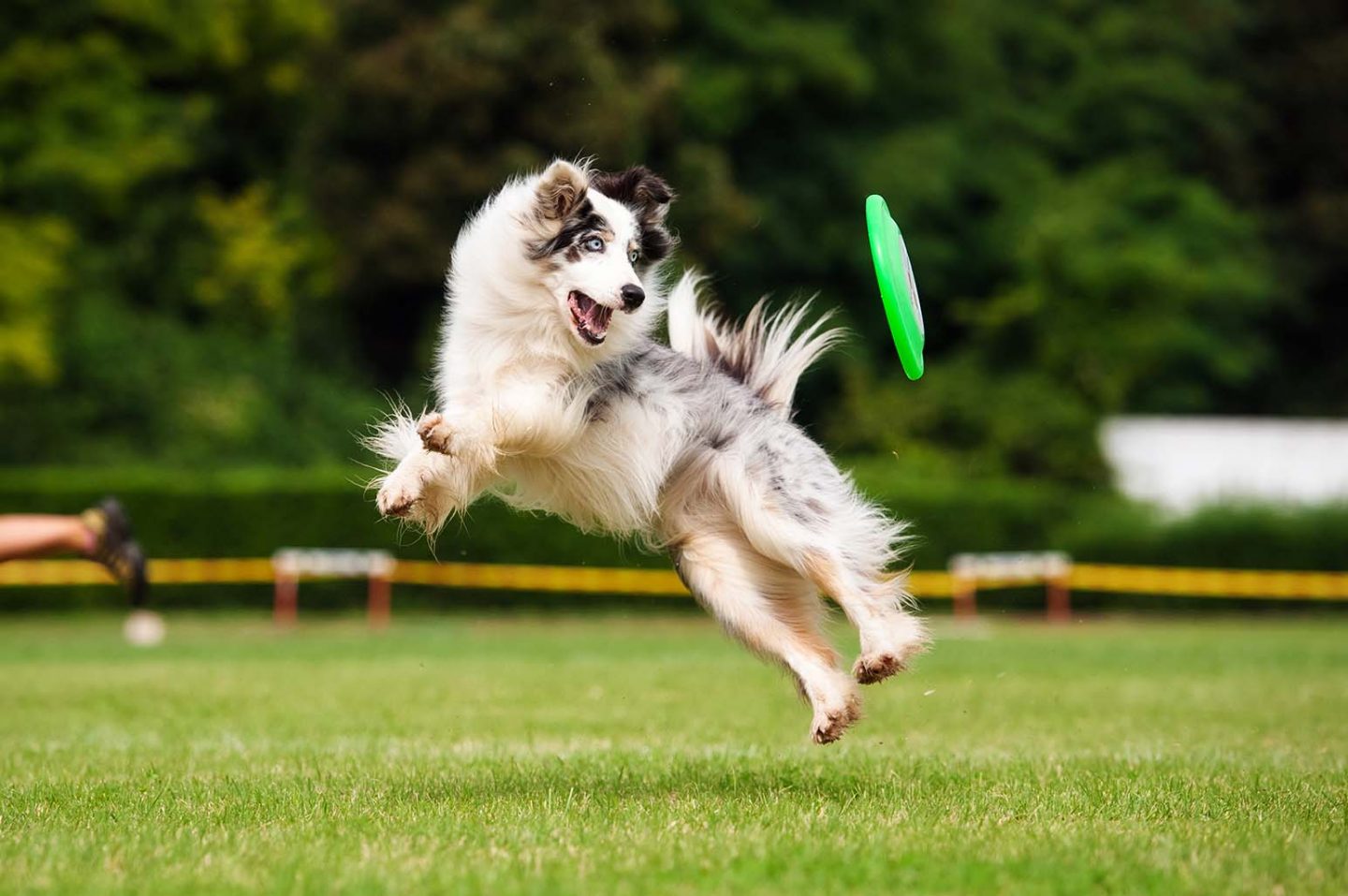 How To Make Sure Your Pet Is Getting Enough Exercise