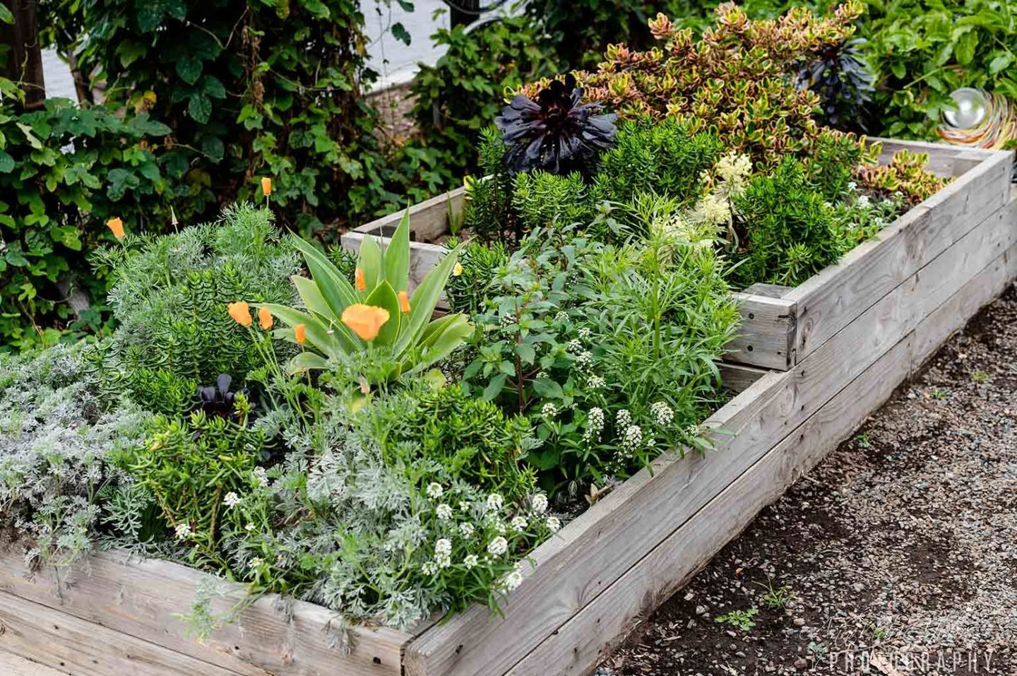 How to Save Money By Growing Your Own Food