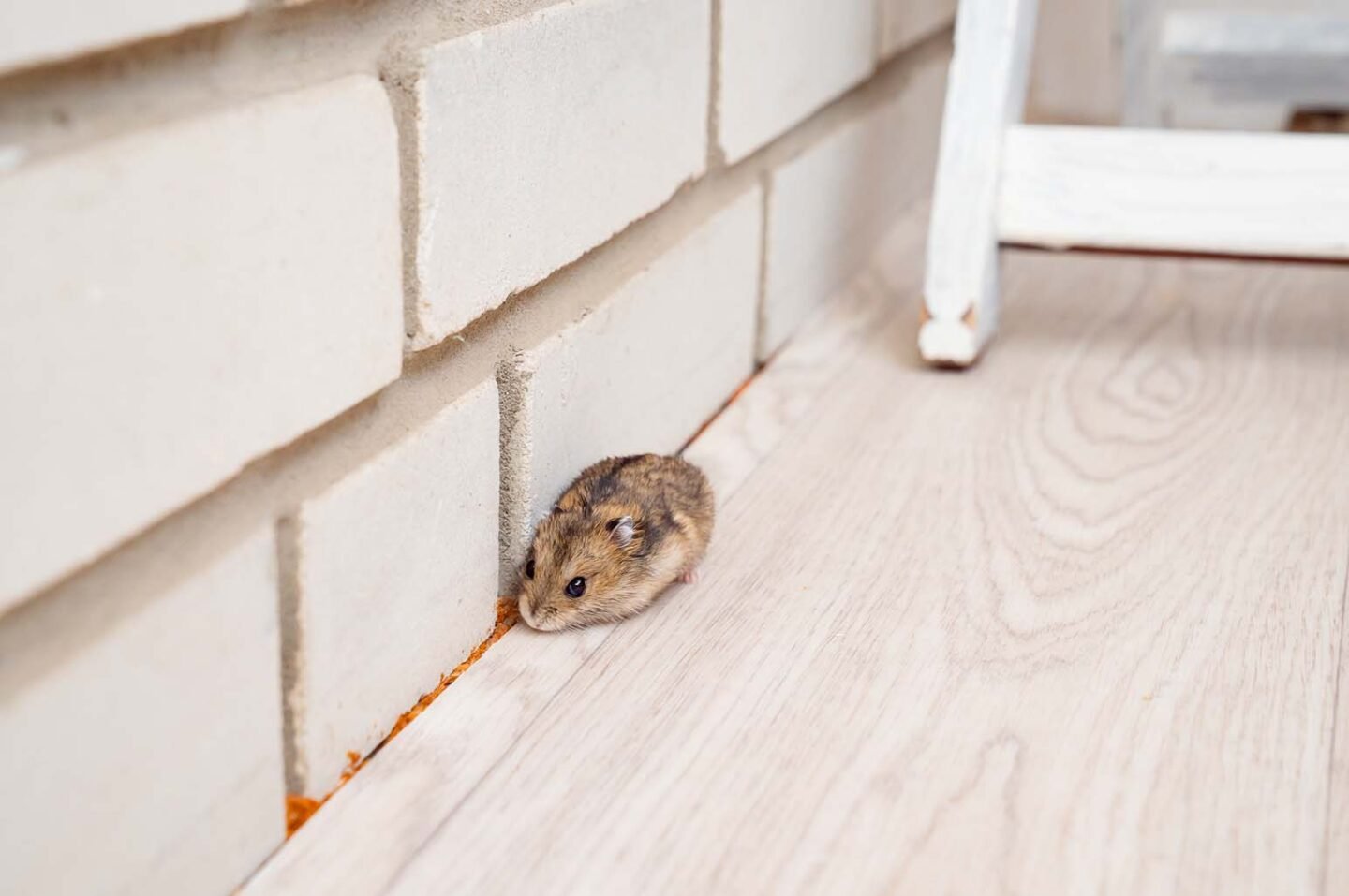 What to Do When You Have a Rodent Infestation at Home