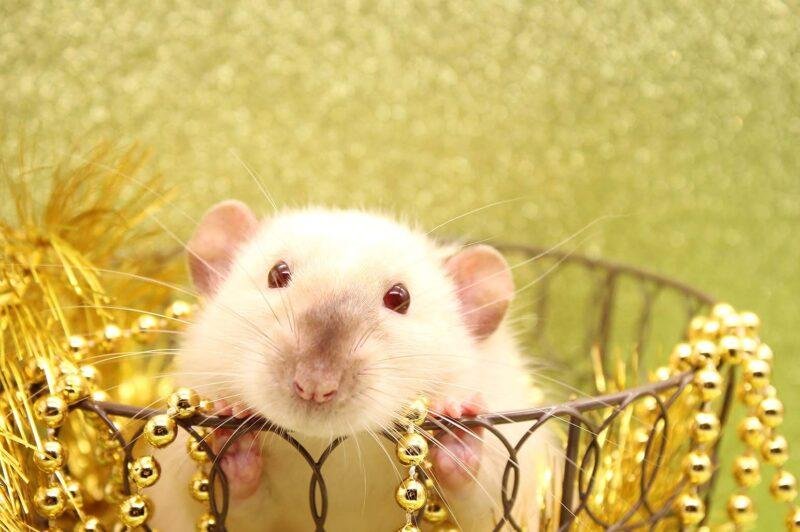 Ann Rats 6 Things You Didn't Know About Pet Rats - AnnMarie John
