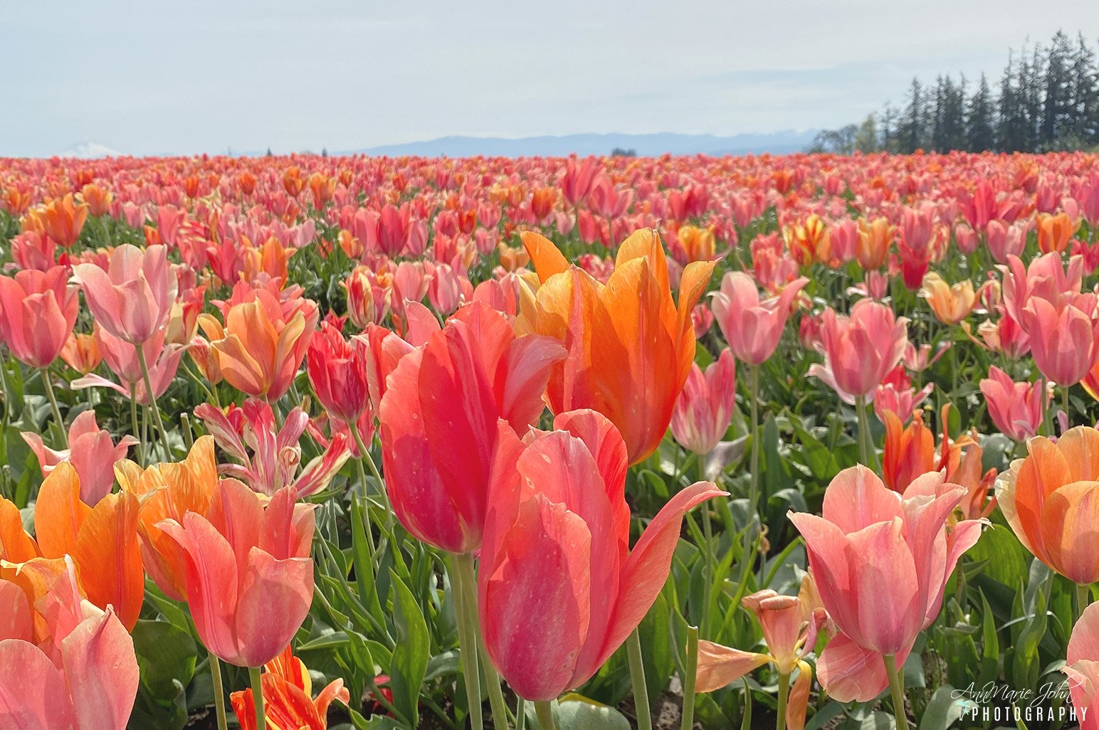 Best Tulip Festivals in the World AnnMarie John