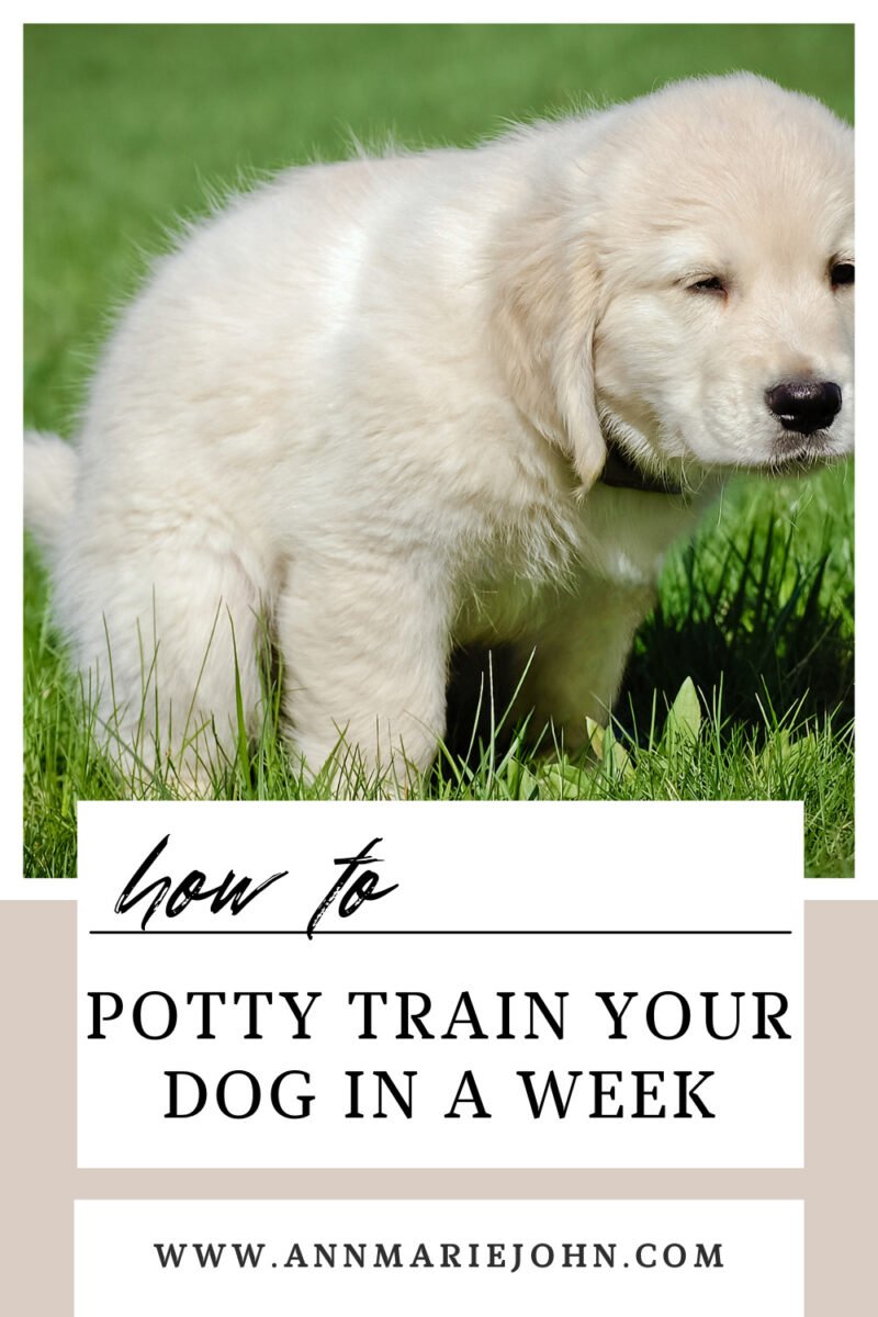 How to Potty Train Your Dog in a Week AnnMarie John