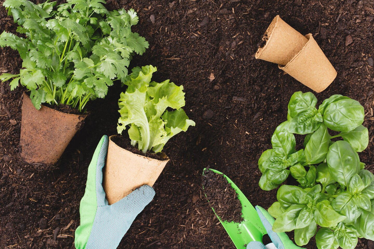How to Grow Your Own Food At Home