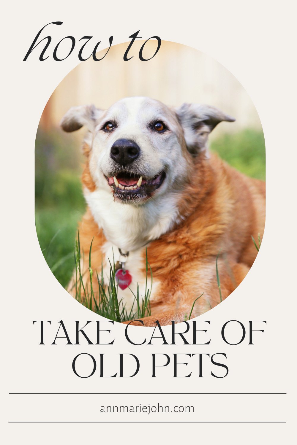 How to Take Care of Old Pets