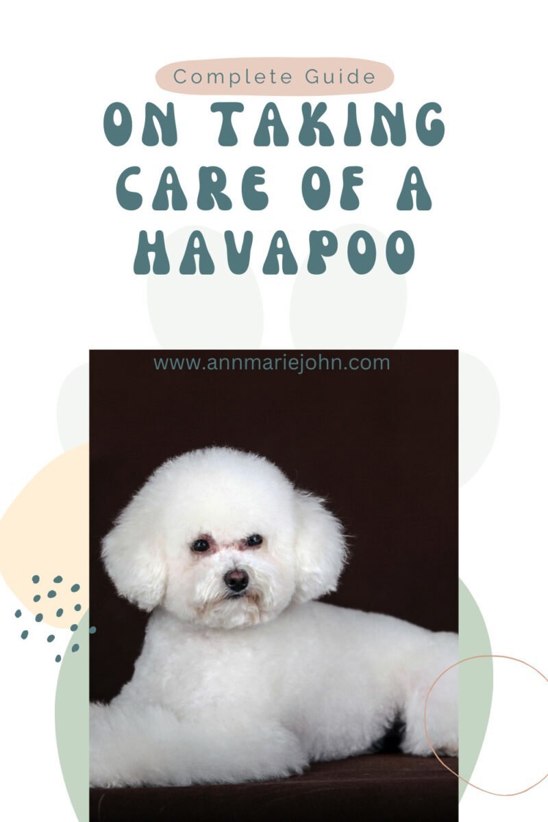 A Complete Guide on Taking Care of a Havapoo - the Havanese Poodle Mix ...