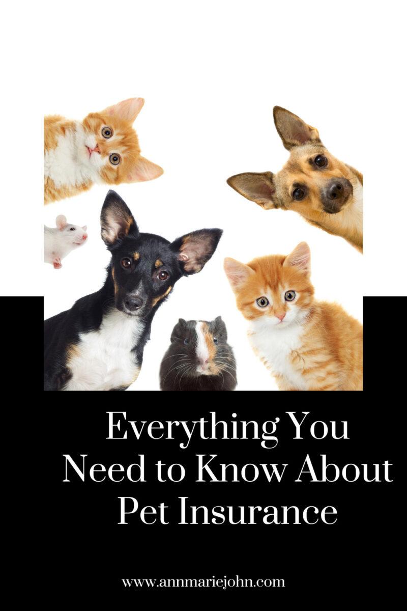 Important Facts You Need To Know About Pet Insurance AnnMarie John