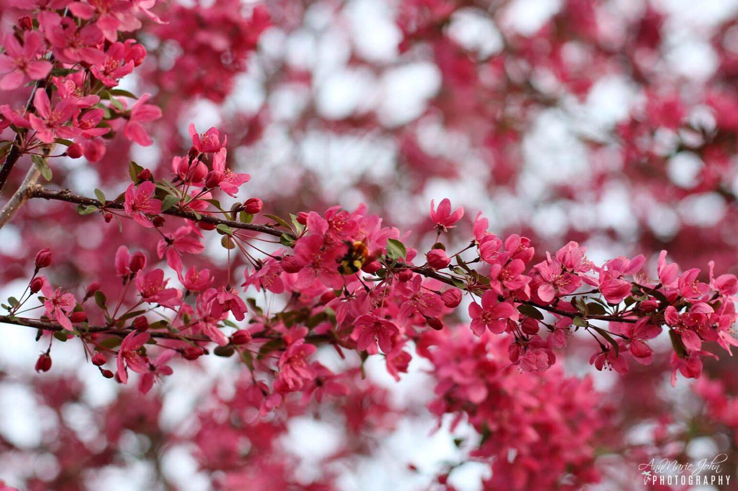 Reasons to Love Spring - Blooming tree in spring