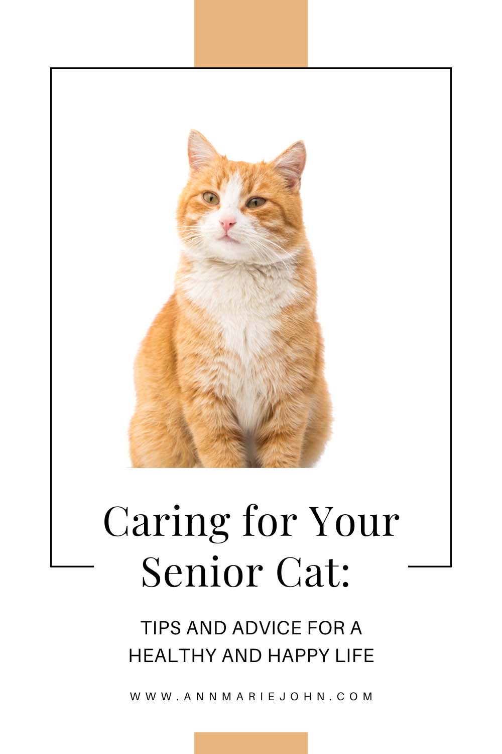Caring For Your Senior Cat
