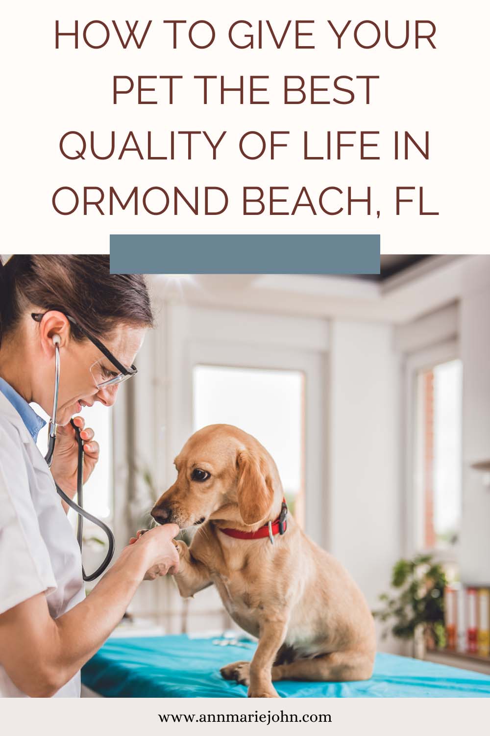 How to Give Your Pet the Best Quality of Life in Ormond Beach, FL