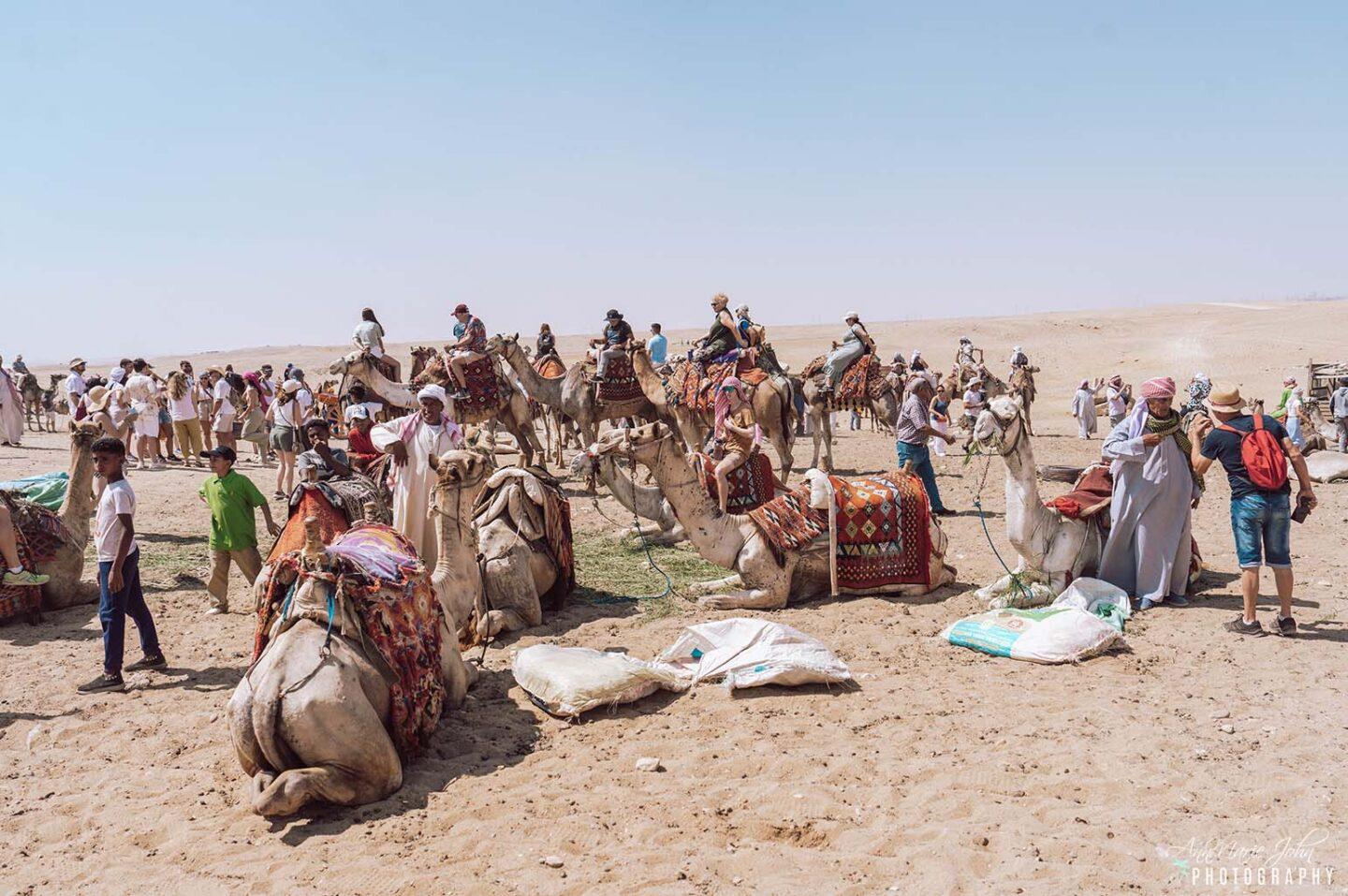 Camels at the Pyramids of Giza