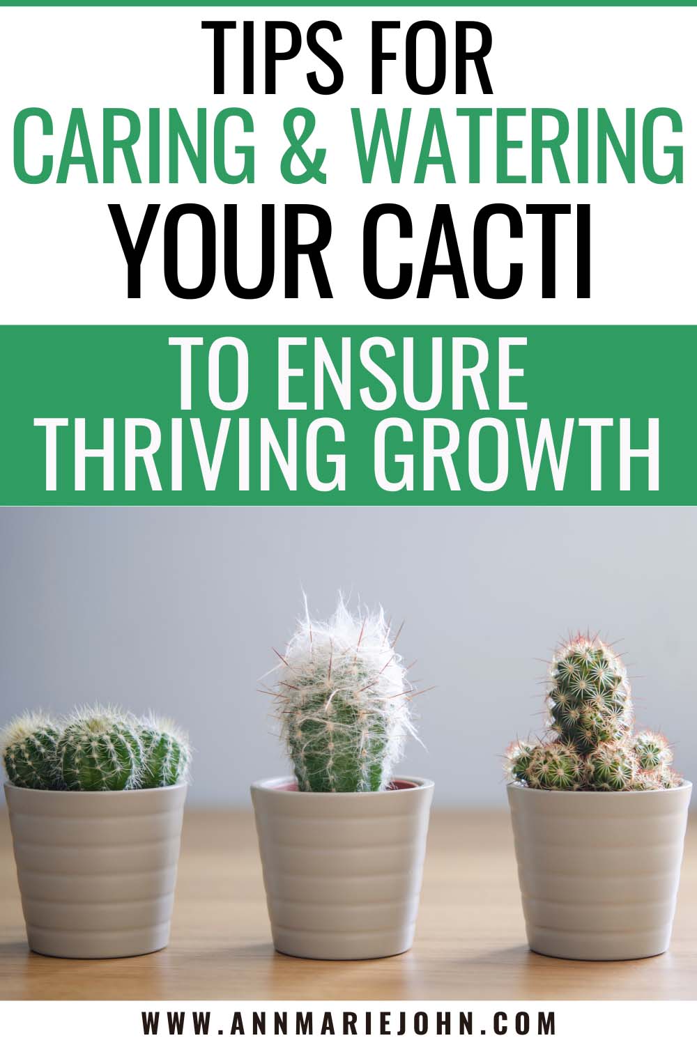 Tips for Caring and Watering Your Cacti