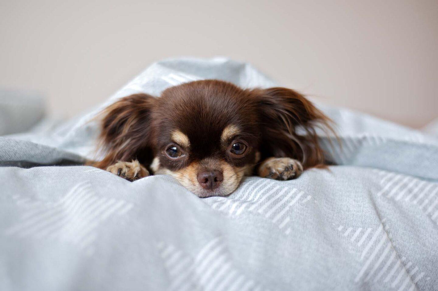 Small in Size, Big in Heart: The Top Small Dog Breeds for Urban Living
